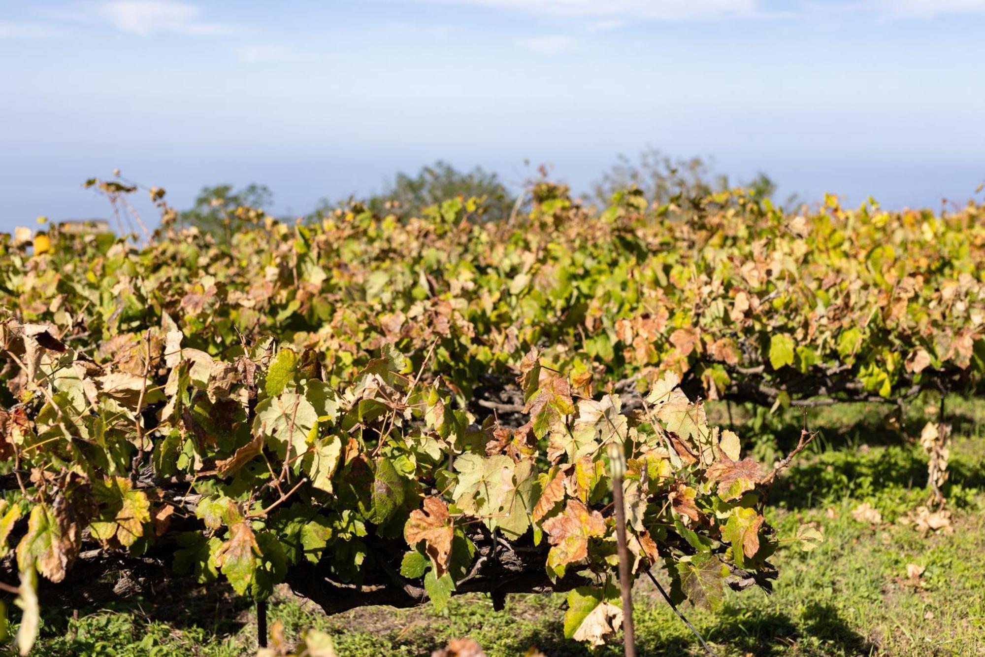 Ek Las Vistas Finca El Milagro 拉奥罗塔瓦 外观 照片